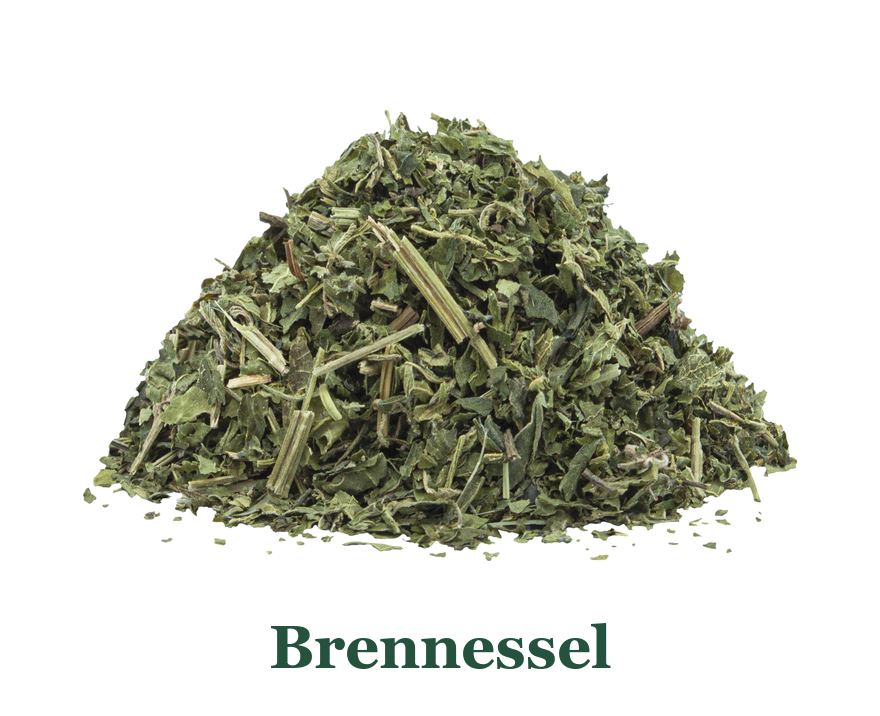 Brennessel: so verwenden Sie es in der Küche