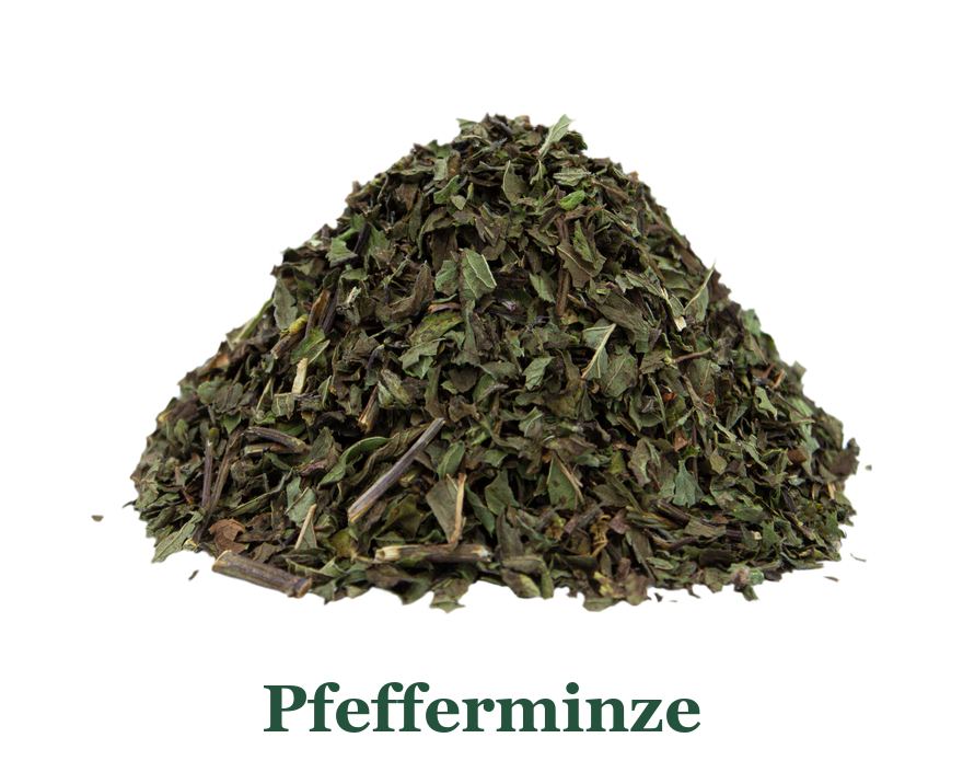Pfefferminze für Tee