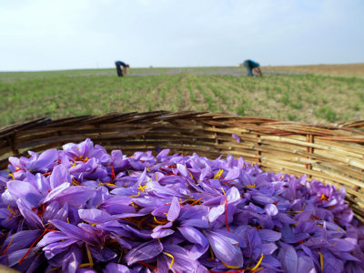 Safran Ernte auf dem Feld