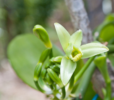 Vanille Orchidee